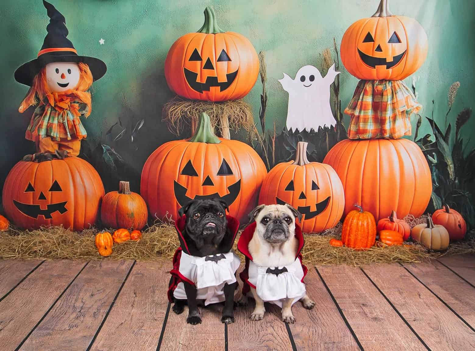 Happy Pugoween!