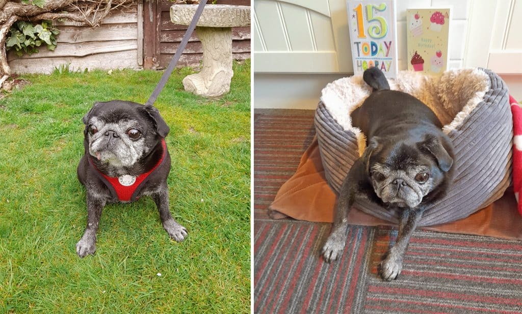 Betty the Pug
