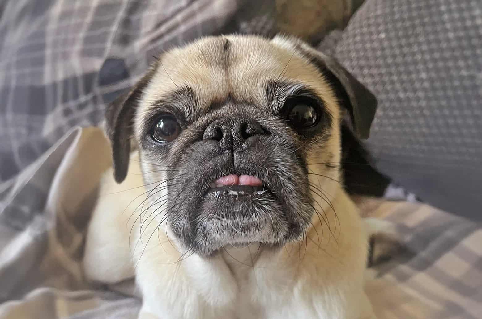 Blossom the Fawn Pug