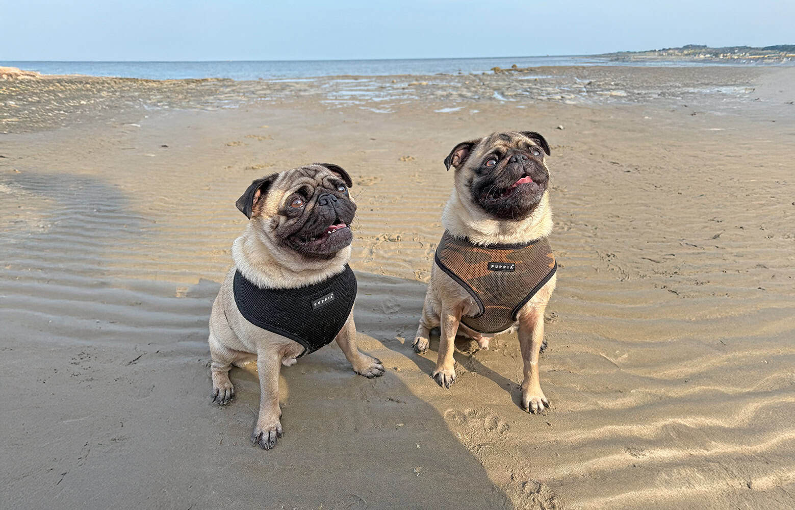 Fawn Pugs Bobby and Ray