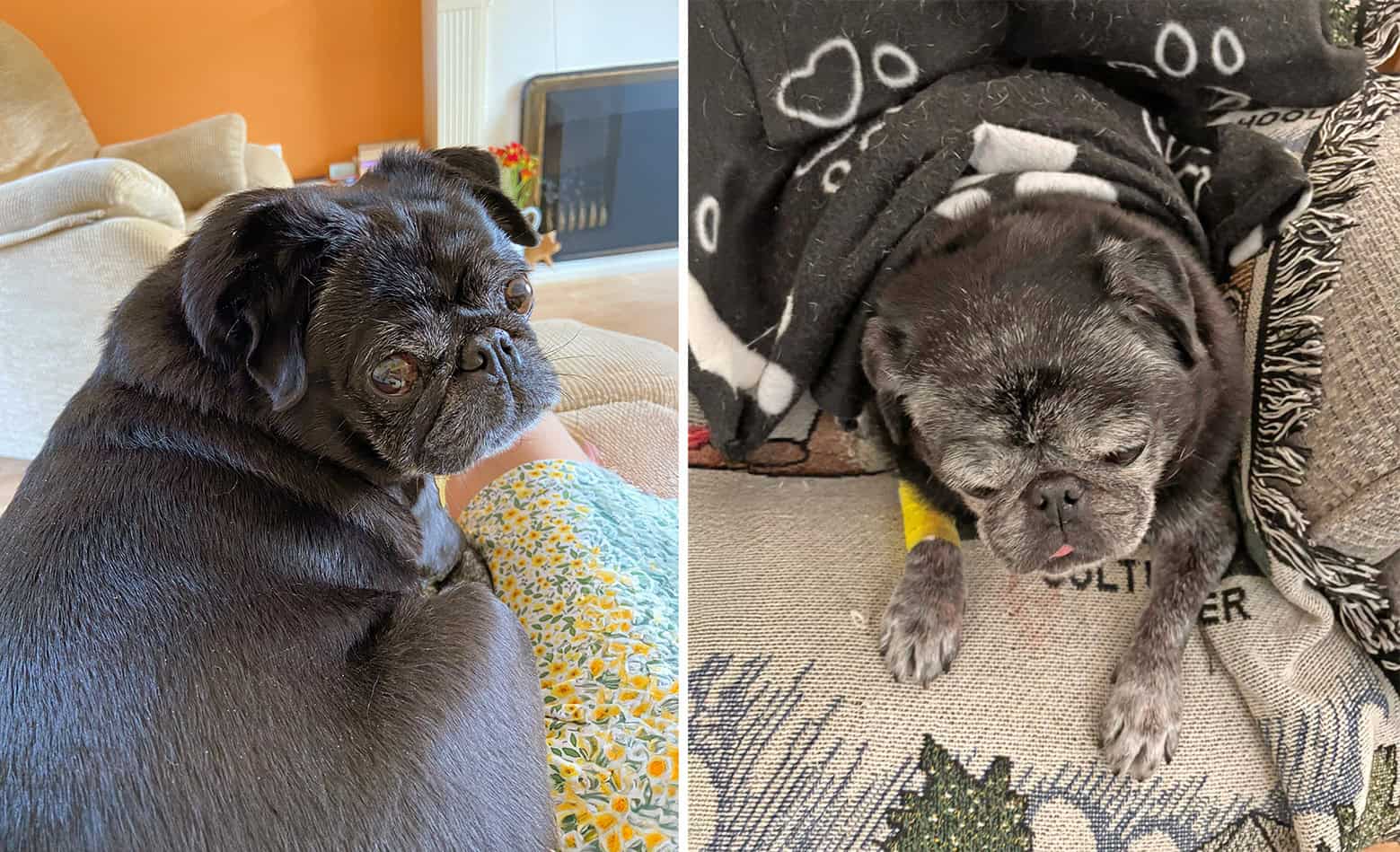 Bobby the Black Pug