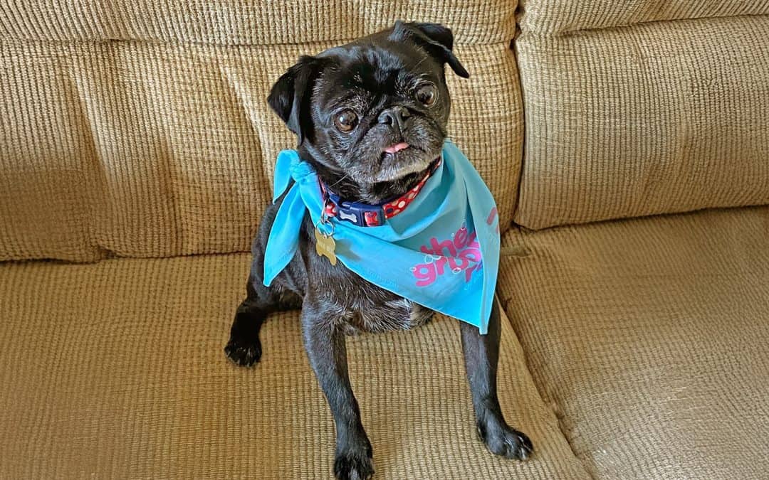 Bobby the Black Pug