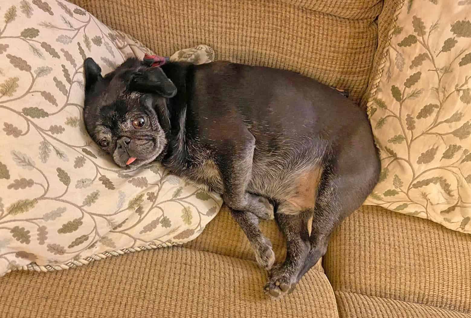 Bobby the Black Pug