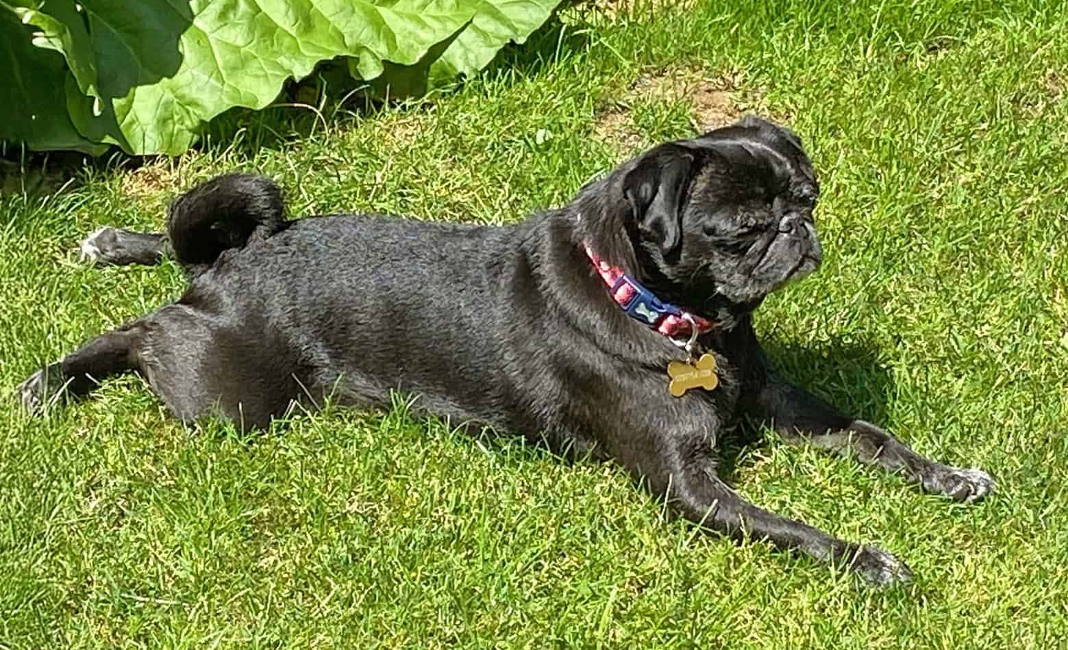 Bobby the Black Pug