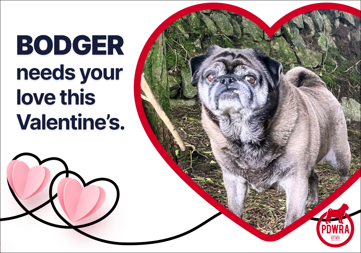 It’s Valentine’s Day & Love is in the Air for Bodger!