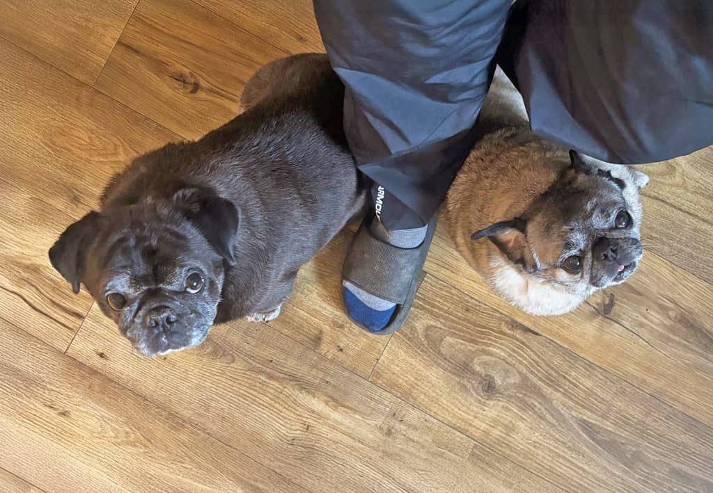 Boots & Socks Pugs for Adoption