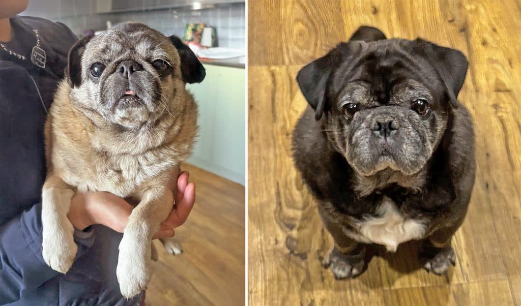 Boots & Socks Pugs for Adoption