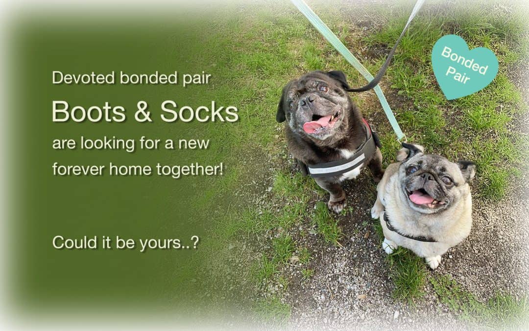Double the Love II – Boots & Socks