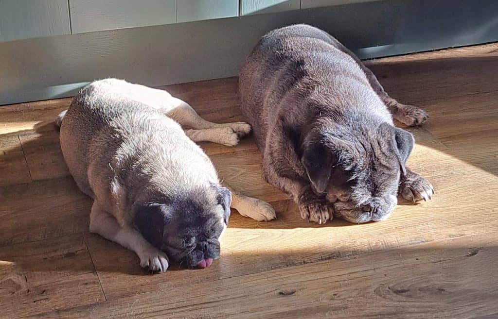 Boots & Socks Pugs for Adoption