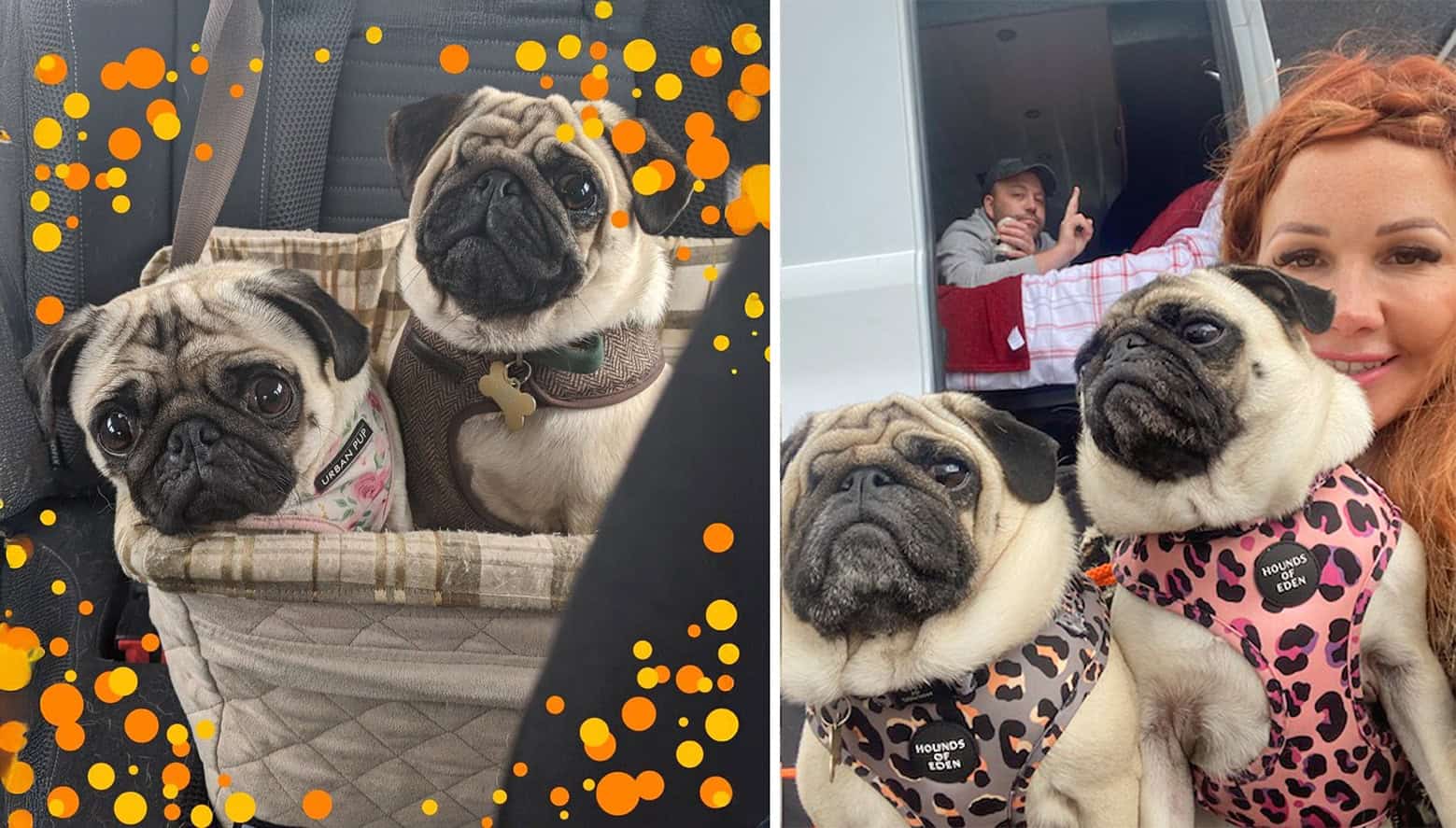 Boxing for Pugs in Need