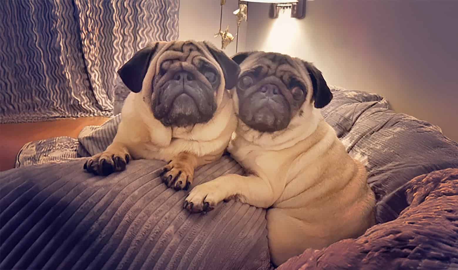 Boxing for Pugs in Need