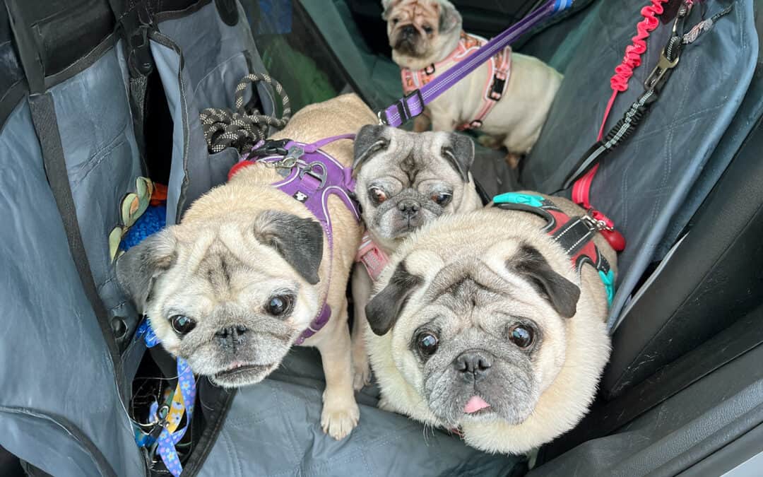 Brian Talks About What it’s Like to be a PDWRA Pug Transporter!
