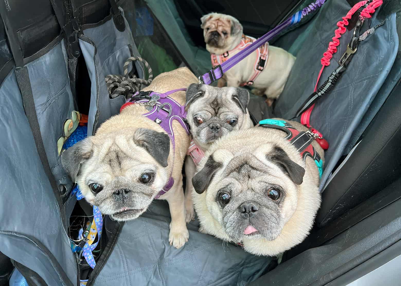 Brian Talks About What it’s Like to be a PDWRA Pug Transporter!