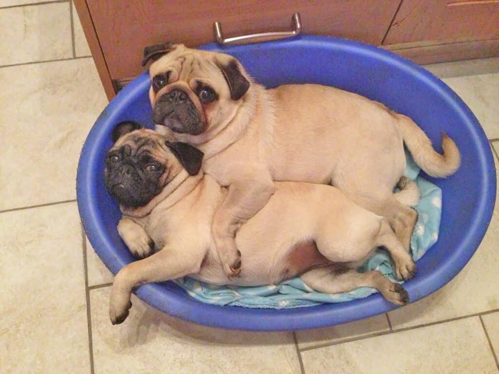 Buster & Bentley