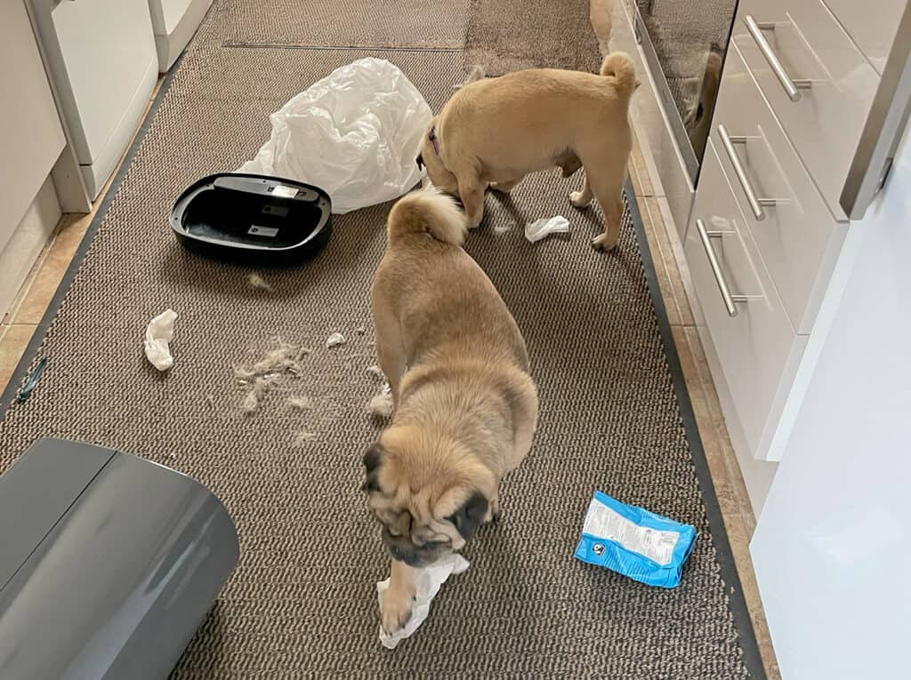 Buster & Bentley
