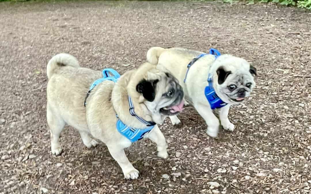 The Tale of Buster, Bentley and Mabel: A Story of Everyday Pug Folk