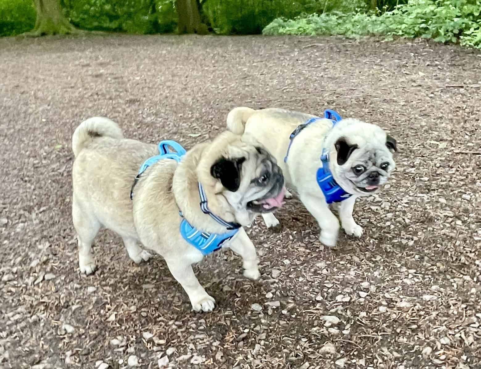The Tale of Buster, Bentley and Mabel: A Story of Everyday Pug Folk
