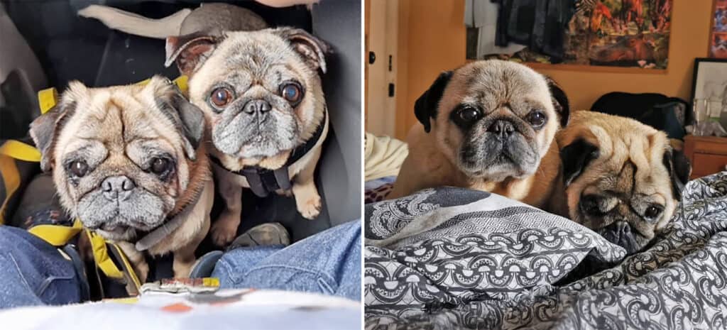Buster & Bentley