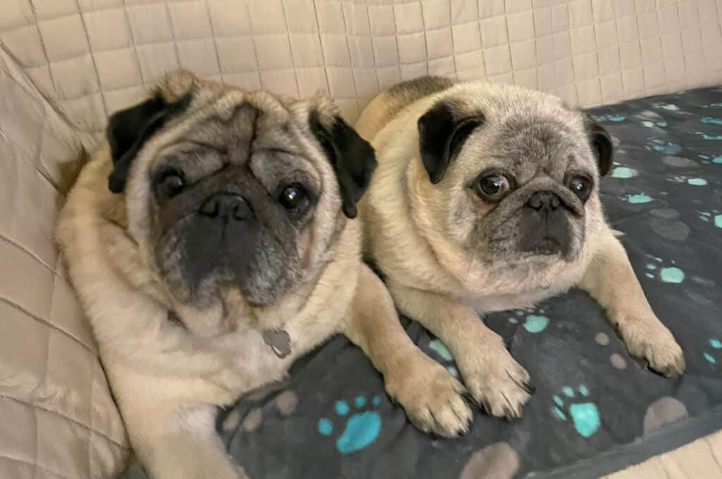 Buster & Bentley