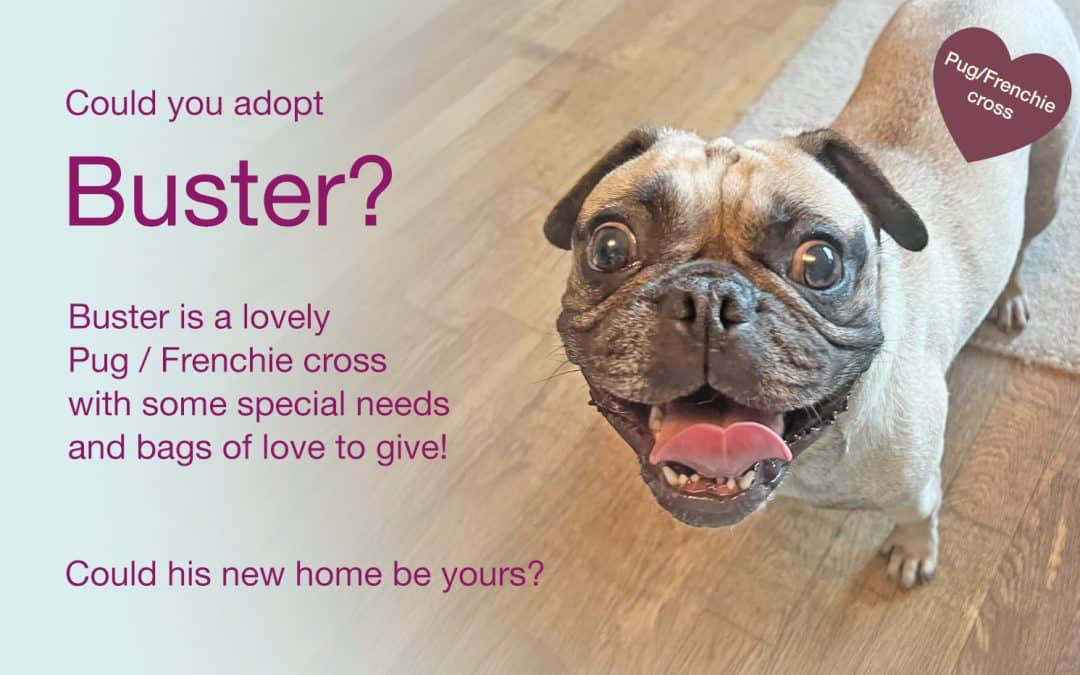 Buster Pug/Frenchie Cross for Adoption