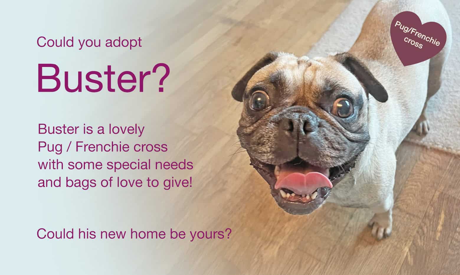 Buster is Still Looking for His New Forever Home!