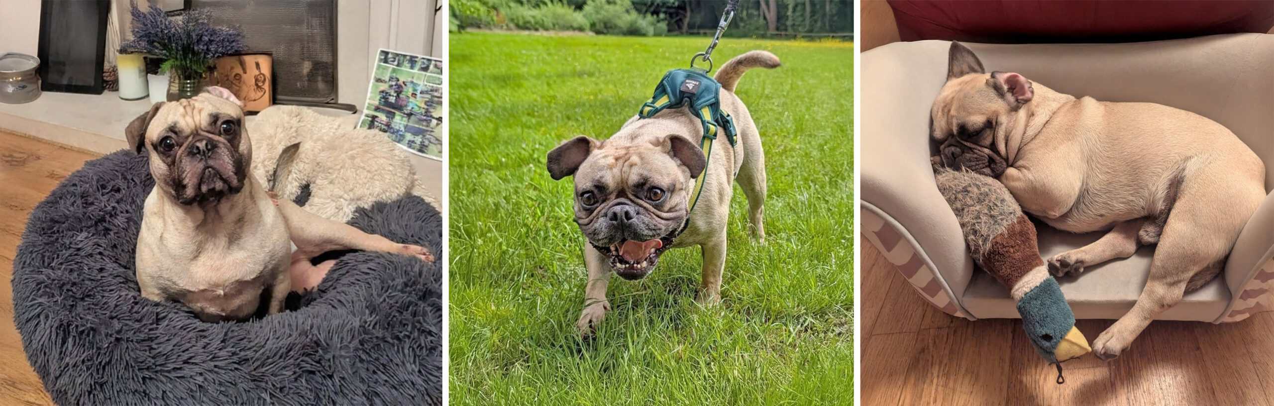 Buster Pug/Frenchie Cross for Adoption