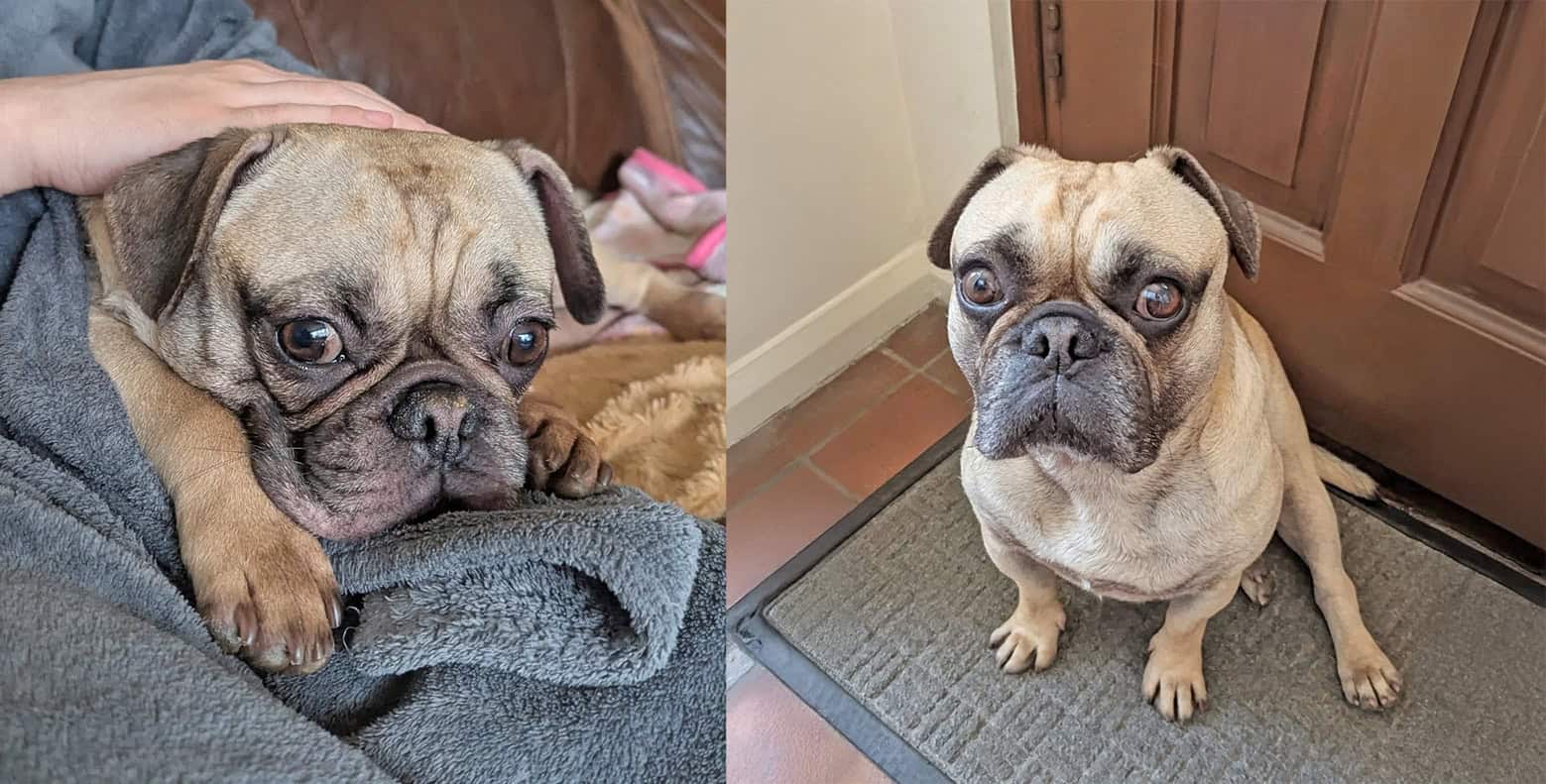 Buster Adoption Appeal