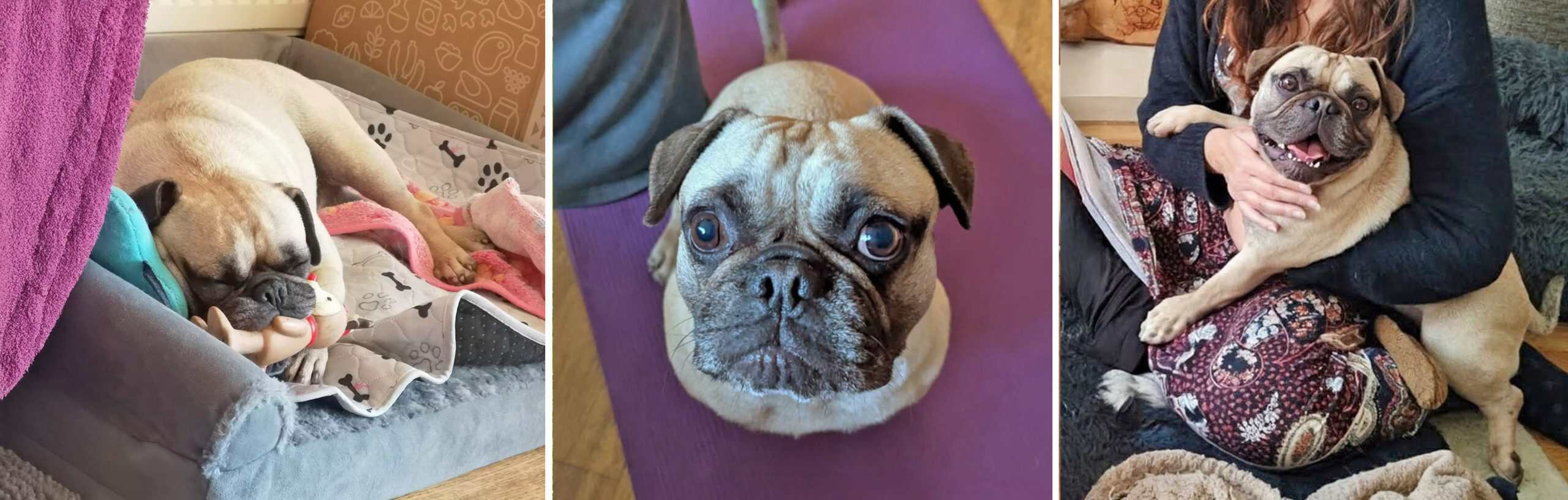 Buster Pug/Frenchie Cross for Adoption