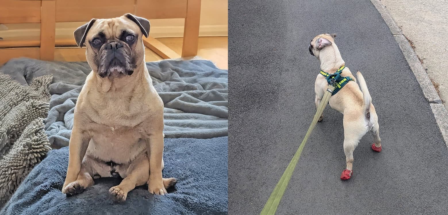 Buster Adoption Appeal