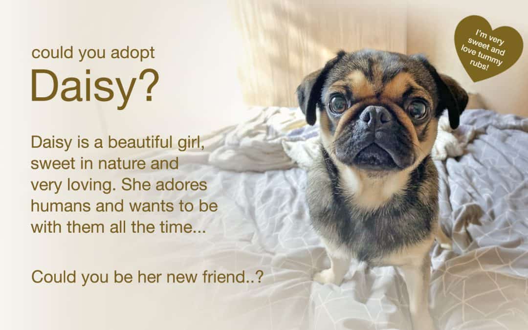 Daisy Pug for Adoption