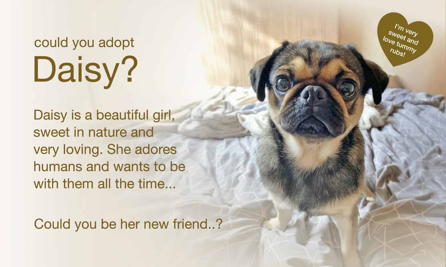 Could You Adopt Daisy?