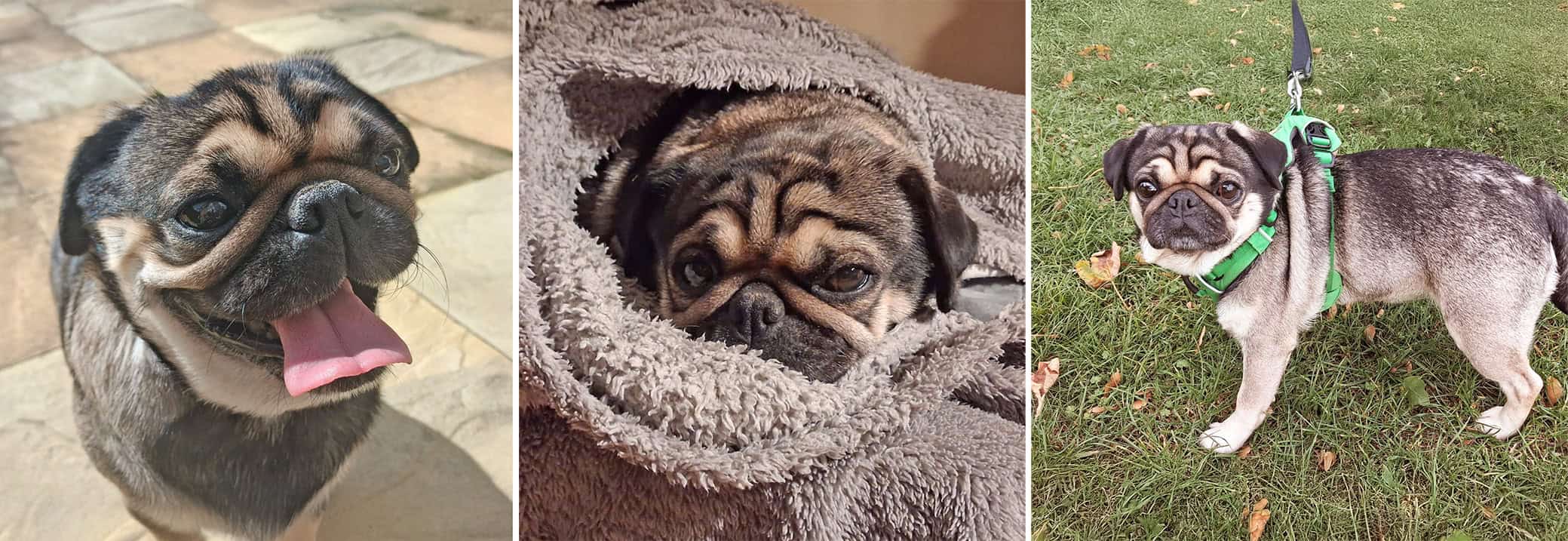 Daisy Pug for Adoption