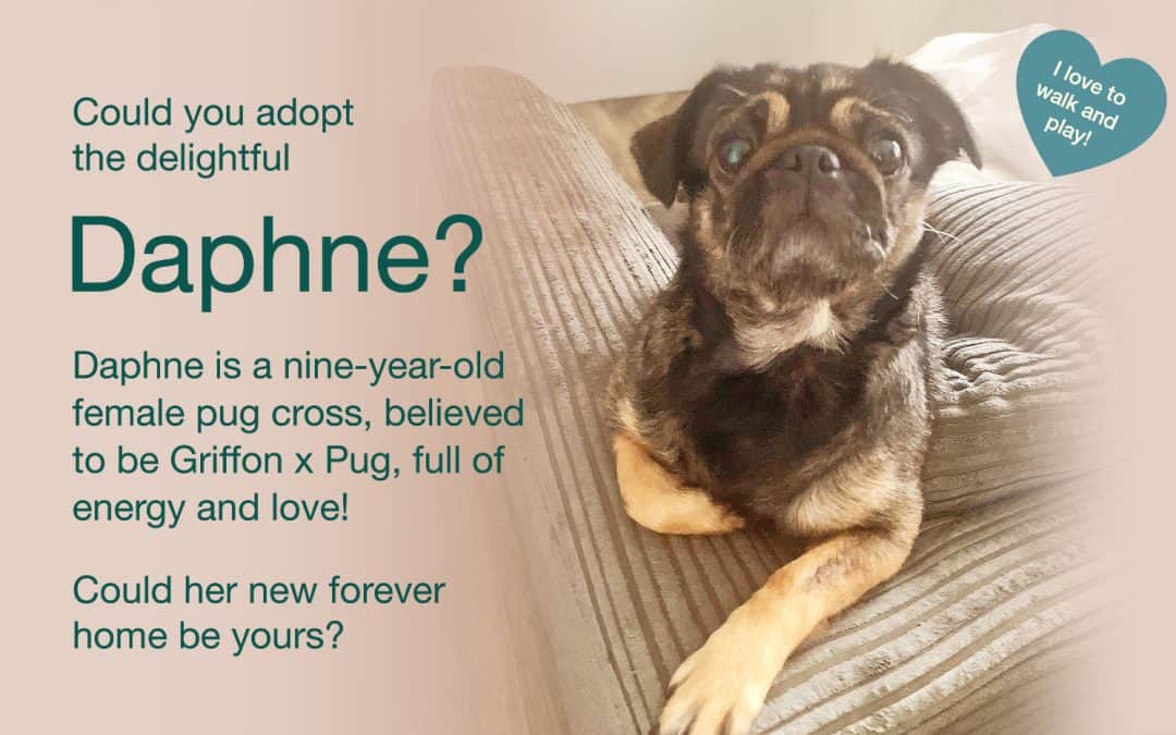 Daphne Specific Pug Adoption Appeal