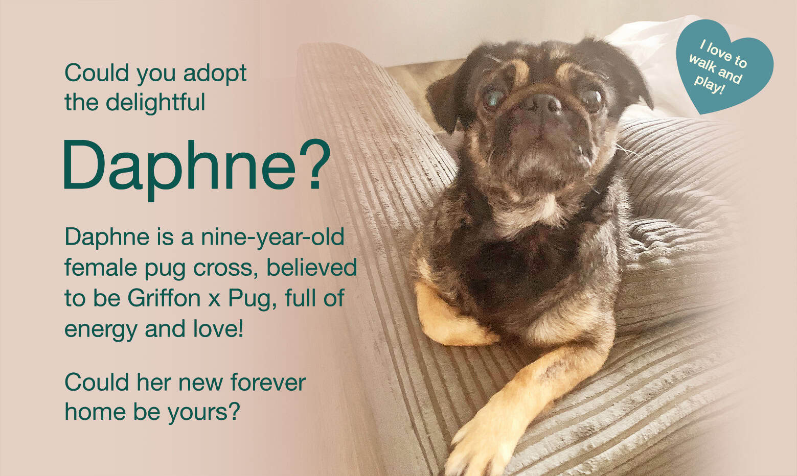 Meet Daphne, a Dot at 5.6kg!