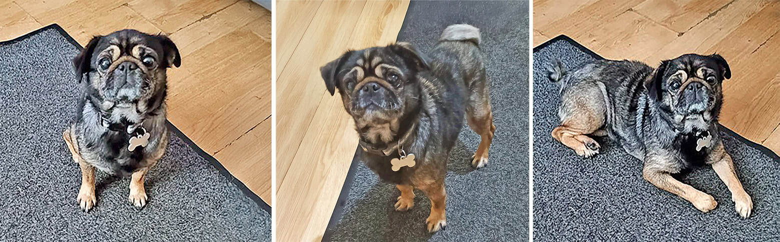 Daphne Specific Pug Adoption Appeal