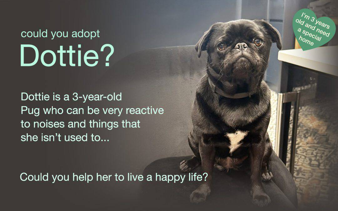 Dottie Black Pug for Adoption