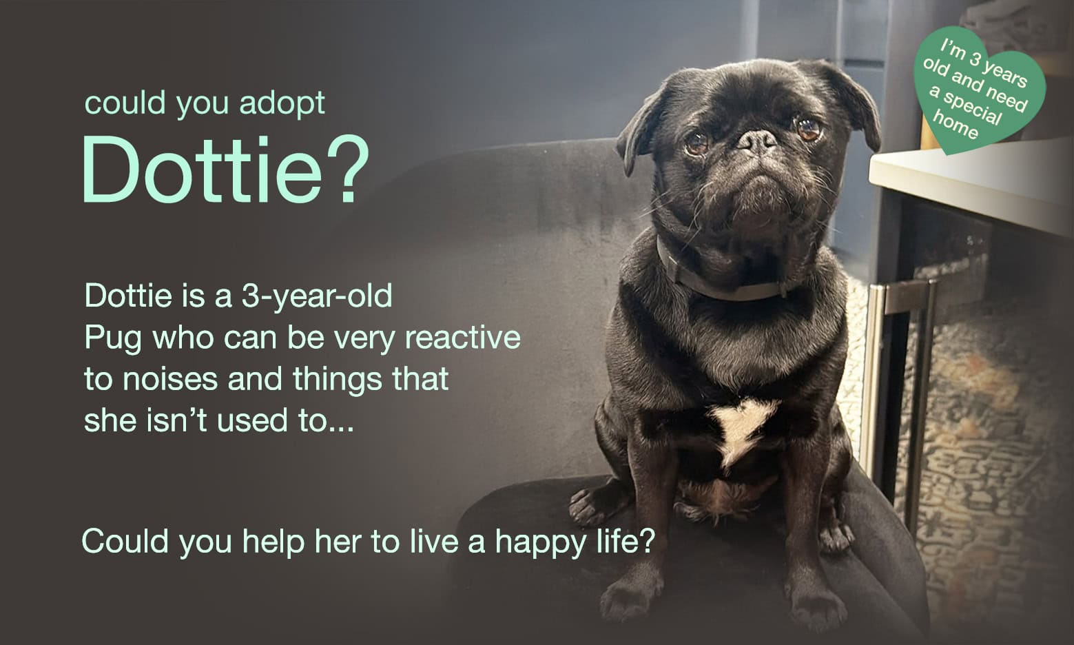 Could You Adopt Dottie?