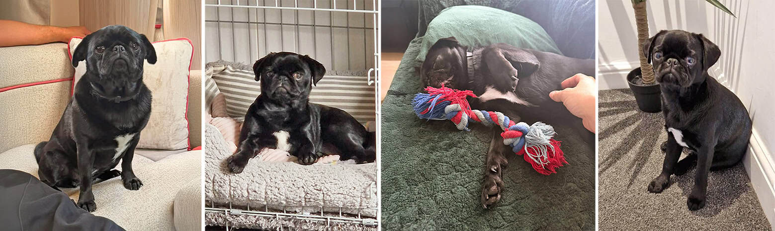 Dottie Black Pug for Adoption