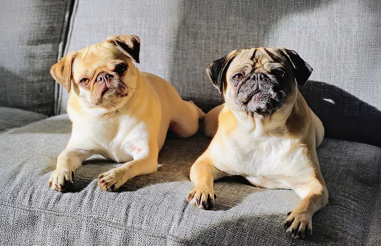 Jane’s Story of Adopting Dotty and Bertha