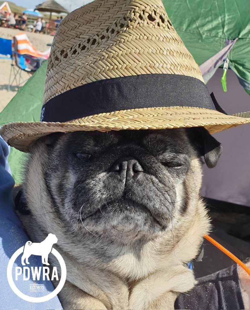 The Heatwave is Here – Stay safe!  The Pug Dog Welfare & Rescue Association