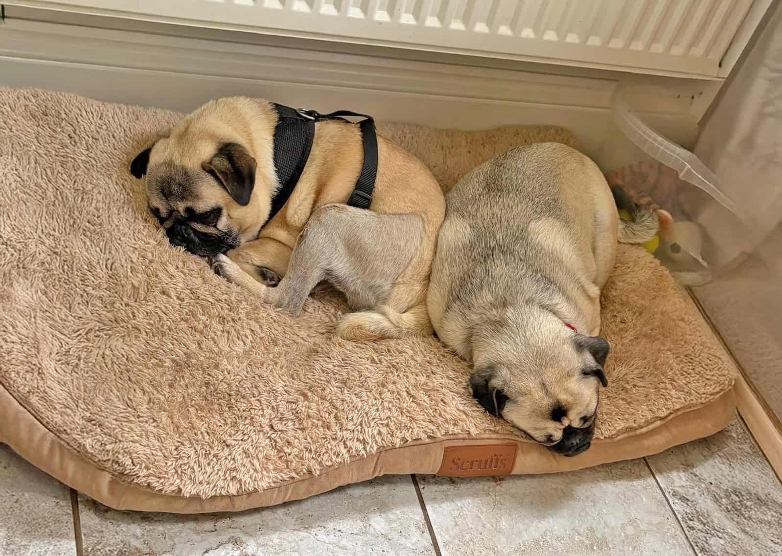 Fawn Pugs Enzo and Bella