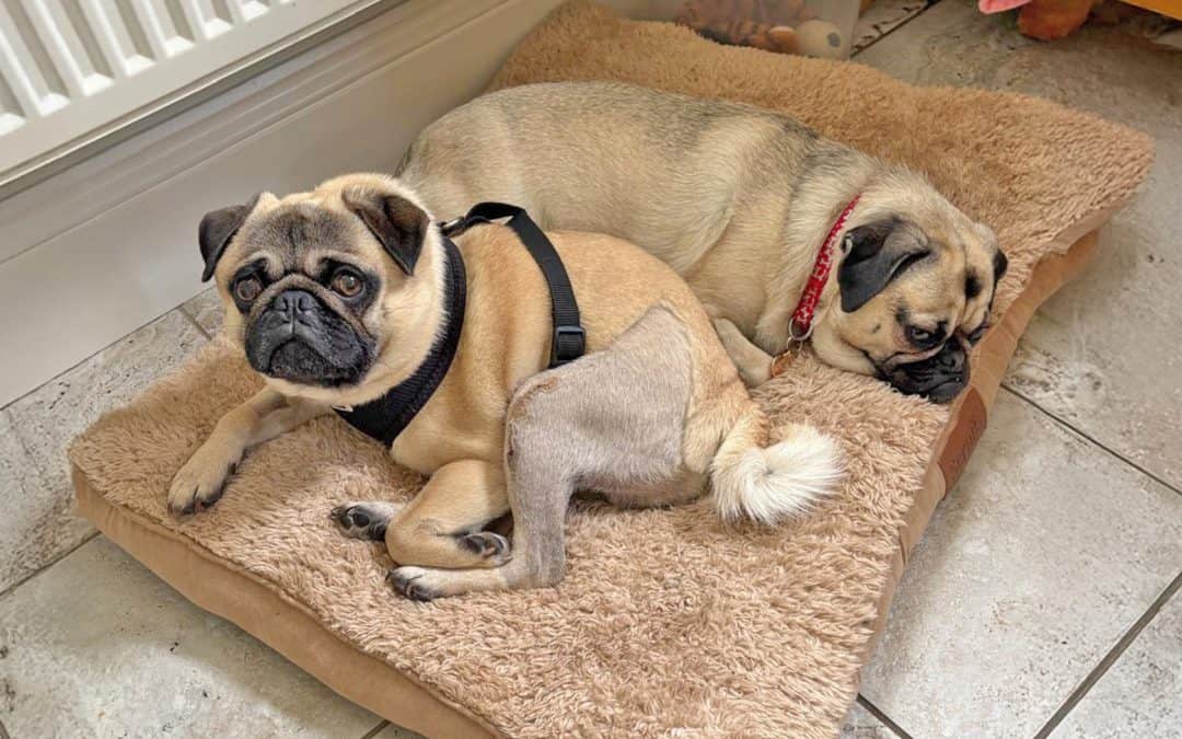 Fawn Pugs Enzo and Bella