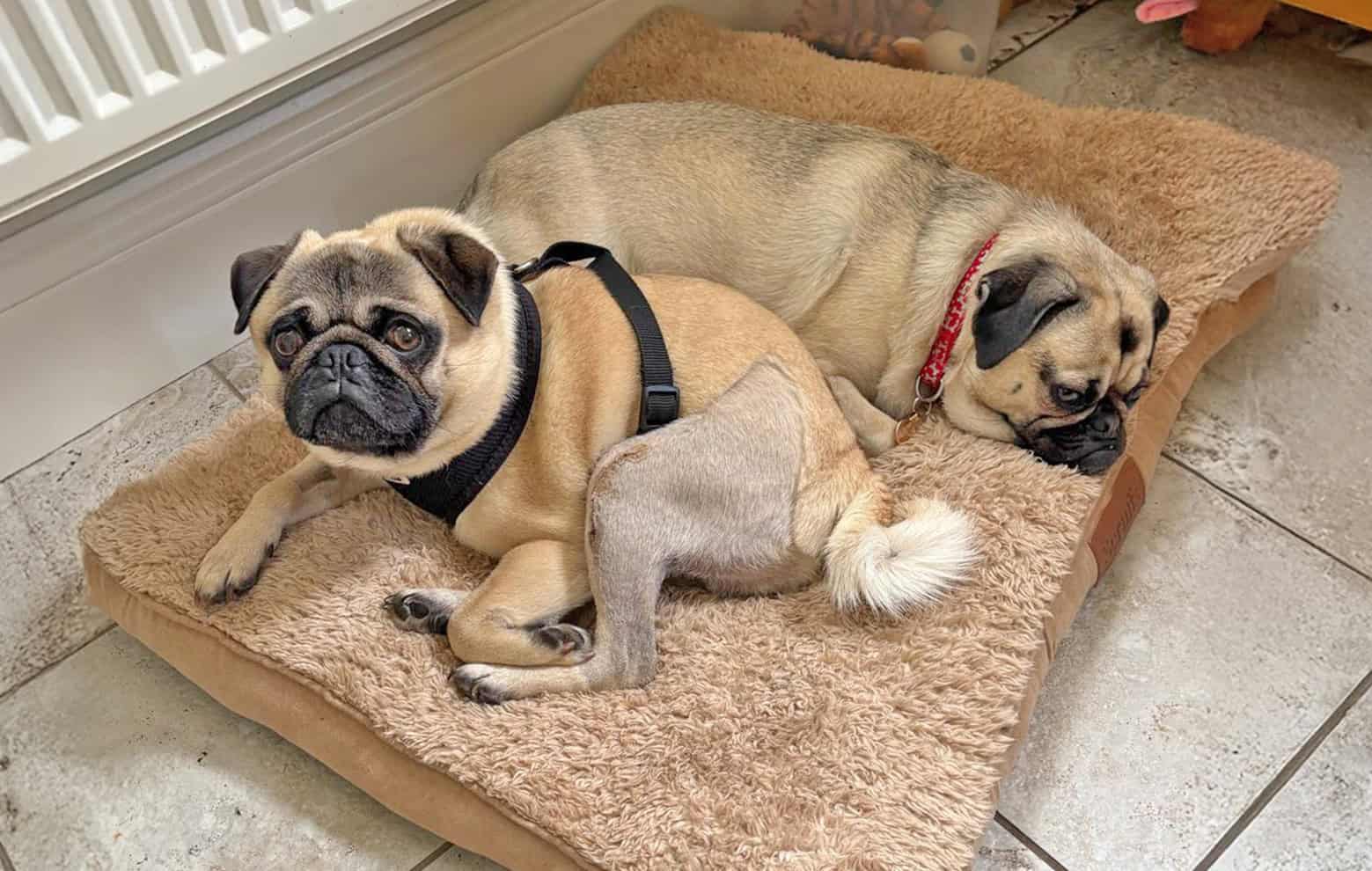 Hilary & Ross’s Brilliant Job of Fostering Enzo