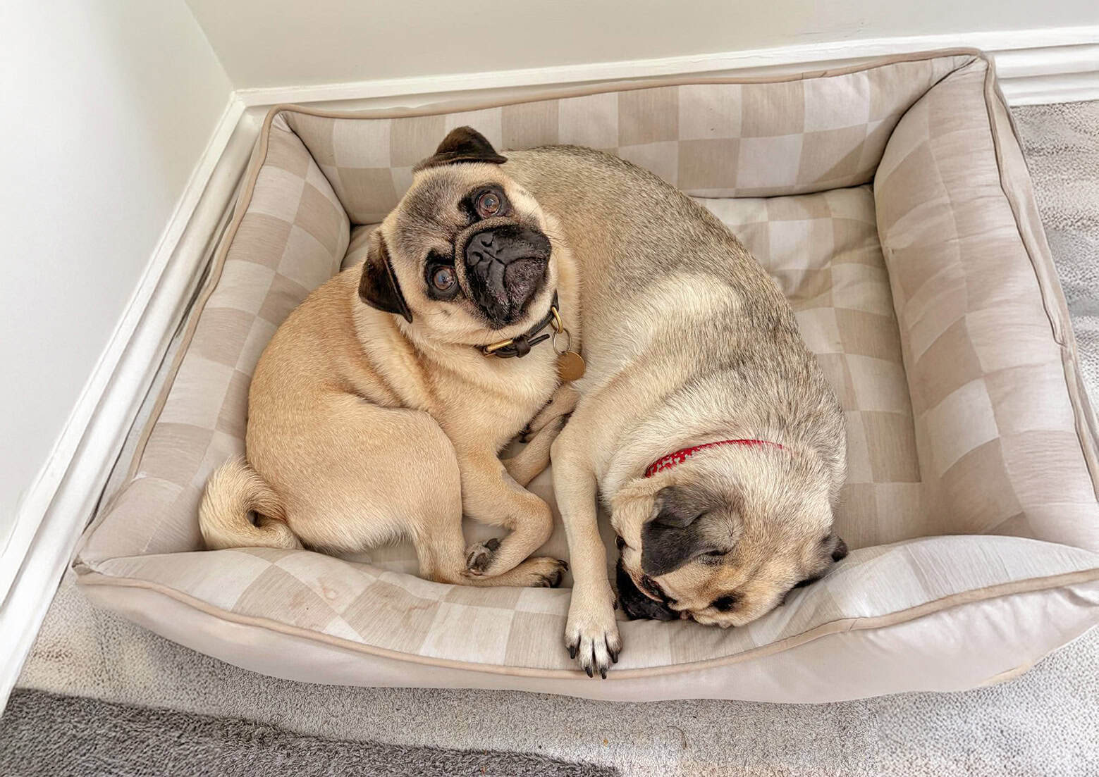 Fawn Pugs Enzo and Bella