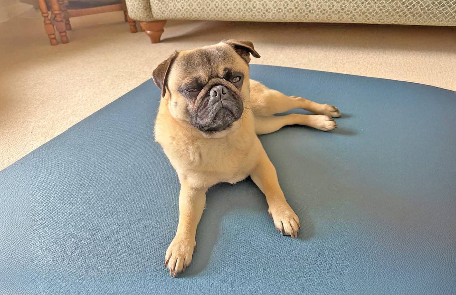 Fawn Pug Enzo