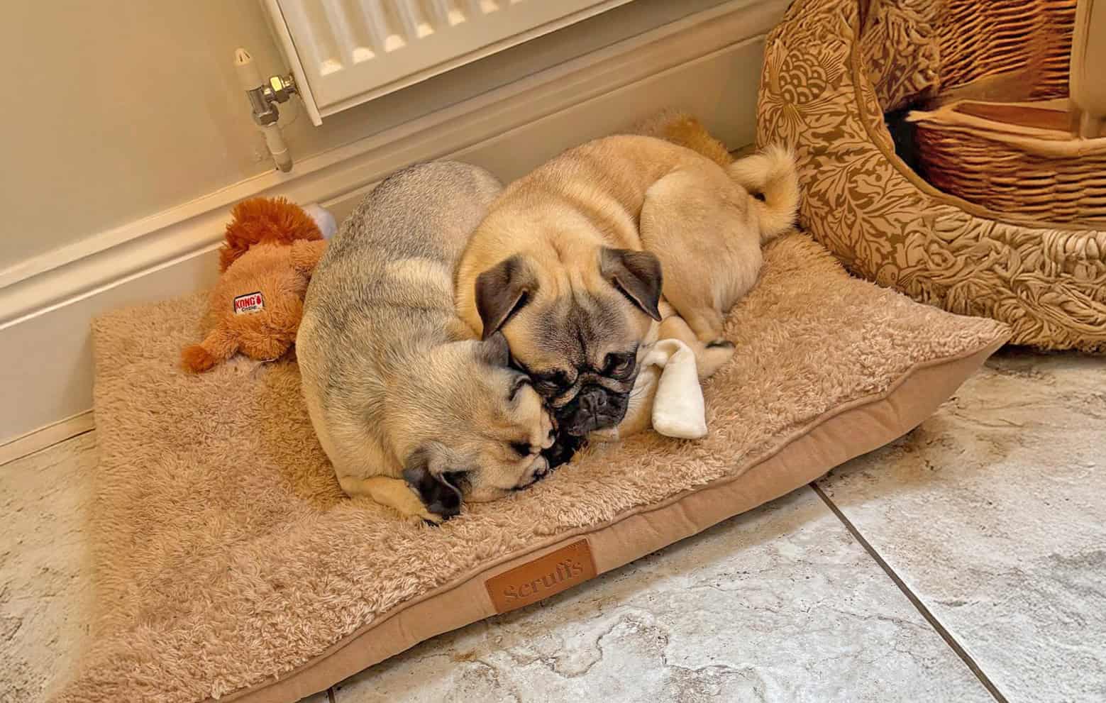 Fawn Pugs Enzo and Bella