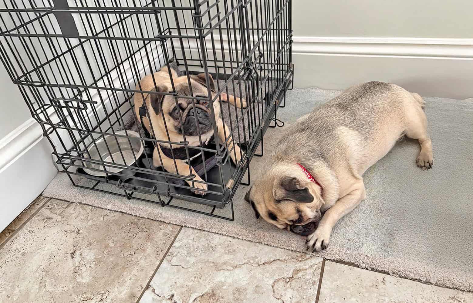 Fawn Pugs Enzo and Bella