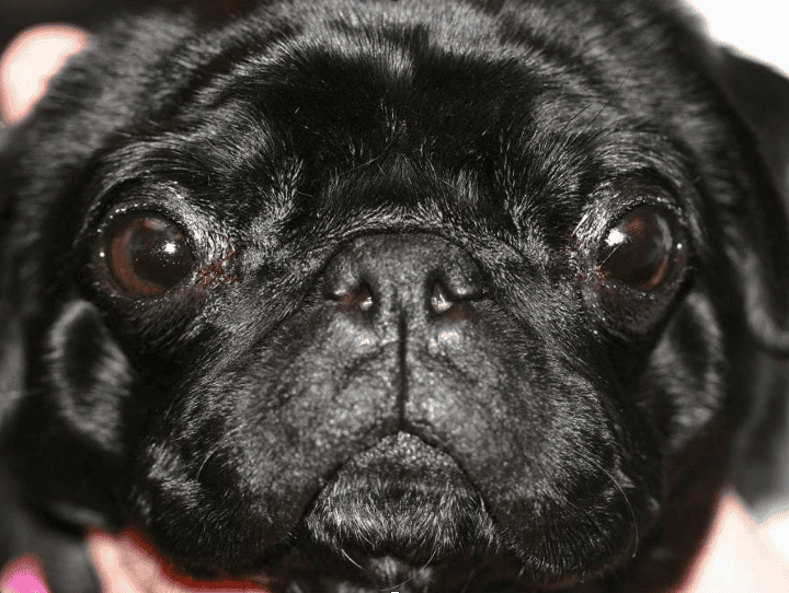 Pug Eye Conditions