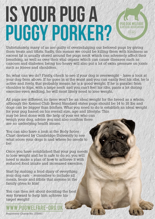 Best food for outlet pugs uk