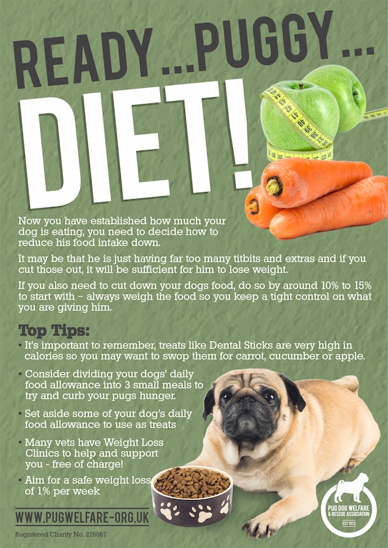 how much should a pug eat daily